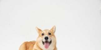 Corgi targets growing AI infrastructure risks with data centre insurance