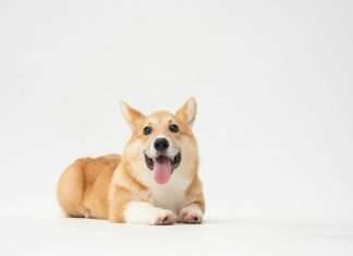 Corgi targets growing AI infrastructure risks with data centre insurance