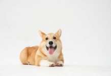 Corgi appoints James Kullman to head North American underwriting Corgi appoints James Kullman to head North American underwriting