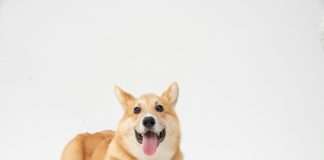 Corgi appoints James Kullman to head North American underwriting Corgi appoints James Kullman to head North American underwriting