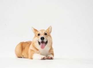 Corgi appoints James Kullman to head North American underwriting Corgi appoints James Kullman to head North American underwriting