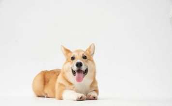 Corgi appoints James Kullman to head North American underwriting