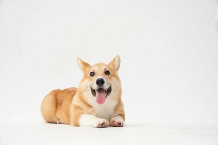 Corgi appoints James Kullman to head North American underwriting