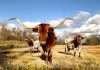 World Insurance acquires Texas agency Zoom Insurance World Insurance acquires Texas agency Zoom Insurance
