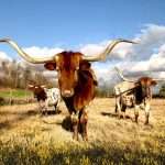 World Insurance acquires Texas agency Zoom Insurance