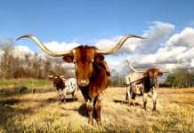 World Insurance acquires Texas agency Zoom Insurance
