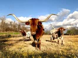 World Insurance acquires Texas agency Zoom Insurance World Insurance acquires Texas agency Zoom Insurance