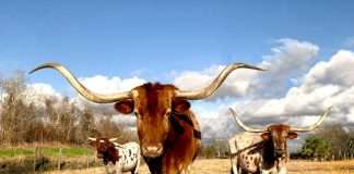 World Insurance acquires Texas agency Zoom Insurance
