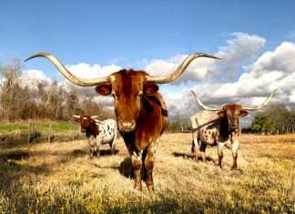 World Insurance acquires Texas agency Zoom Insurance World Insurance acquires Texas agency Zoom Insurance