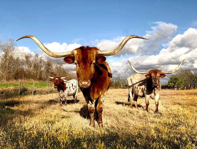 World Insurance acquires Texas agency Zoom Insurance World Insurance acquires Texas agency Zoom Insurance